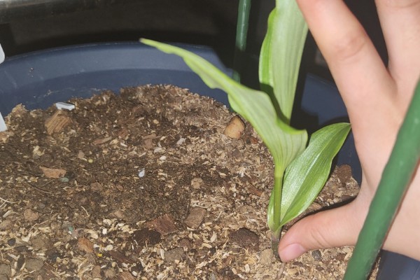 种植嘉兰的要点，花期增施磷钾肥可促进花朵开放
