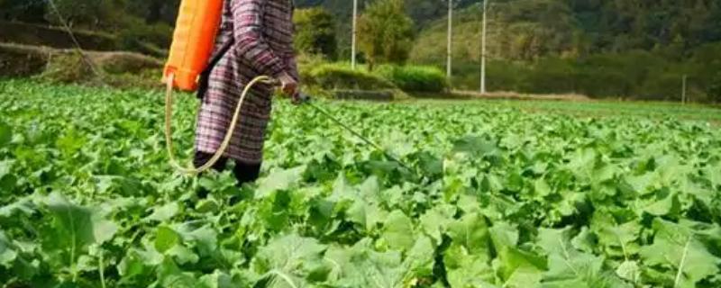 菜地杀虫用什么方法，可农业防治也可物理防治
