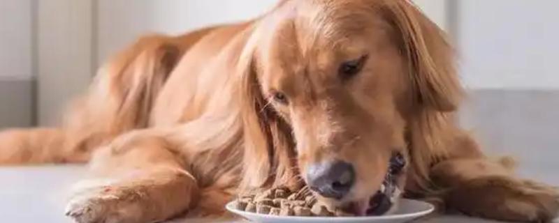 狗粮更换拉稀了怎么办，可以在狗粮中加入一些益生菌