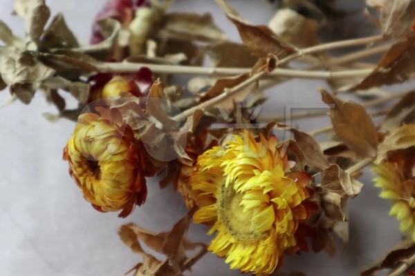干花发霉了怎么办，洗净后用微波炉烘干