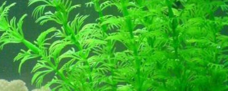 水草属于什么植物，是水生草本植物