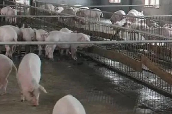 猪在什么温度下会怕冷，温度降至5℃时会感到寒冷