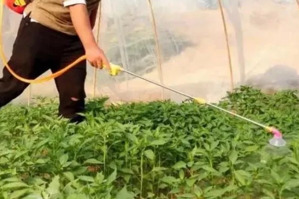 辣椒猝倒病如何防治，播种前用甲醛浸种
