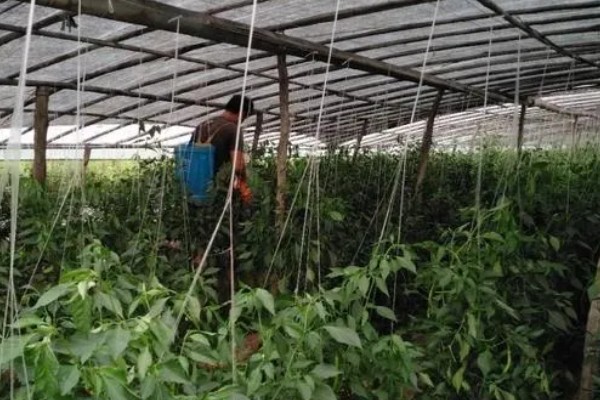 辣椒猝倒病如何防治，播种前用甲醛浸种