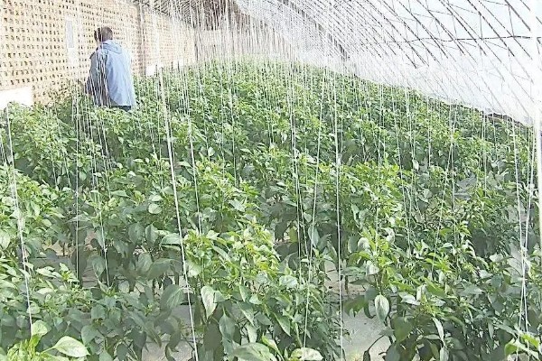 辣椒猝倒病如何防治，播种前用甲醛浸种
