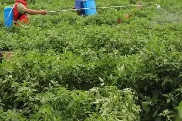 辣椒猝倒病如何防治，播种前用甲醛浸种