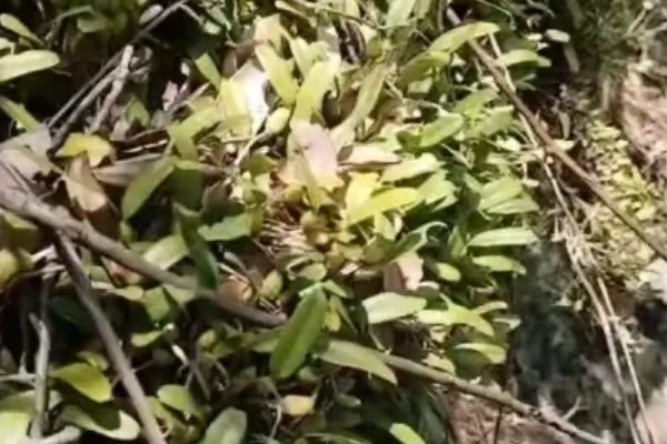 石仙桃是不是石斛，二者不是同一品种
