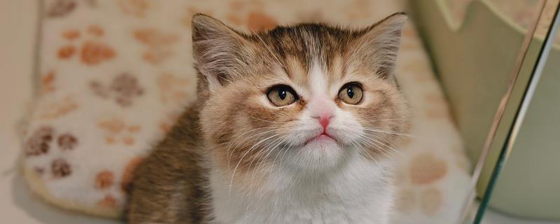 猫会不会掉毛吗，猫咪都是会掉毛的