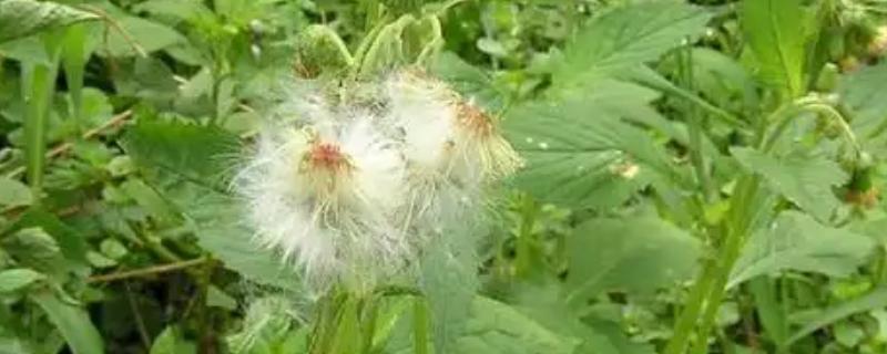 什么植物是靠风传播种子的，有昭和草、松树等