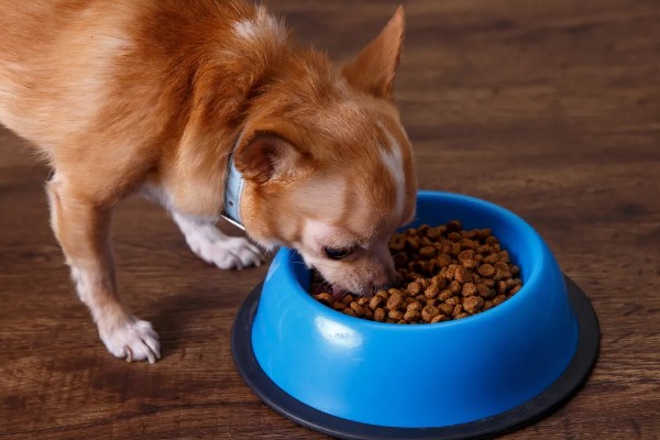 狗粮更换拉稀了怎么办，可以在狗粮中加入一些益生菌