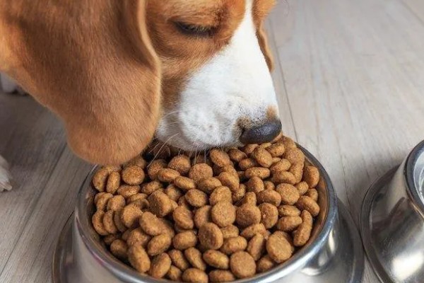 狗粮更换拉稀了怎么办，可以在狗粮中加入一些益生菌