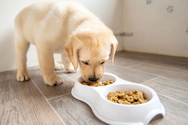 狗粮更换拉稀了怎么办，可以在狗粮中加入一些益生菌
