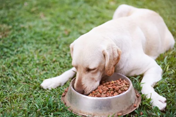 狗粮更换拉稀了怎么办，可以在狗粮中加入一些益生菌
