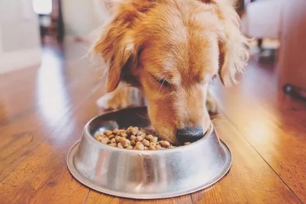 狗粮更换拉稀了怎么办，可以在狗粮中加入一些益生菌