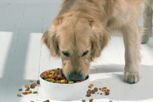 狗粮更换拉稀了怎么办，可以在狗粮中加入一些益生菌