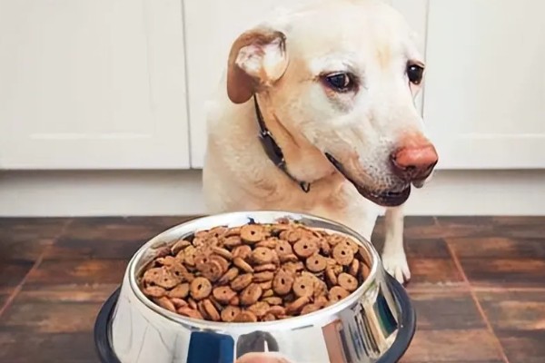 狗粮更换拉稀了怎么办，可以在狗粮中加入一些益生菌