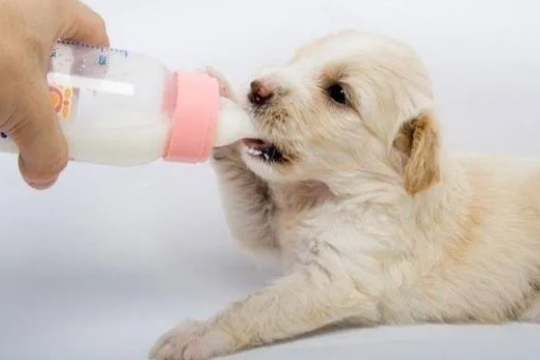 狗粮更换拉稀了怎么办，可以在狗粮中加入一些益生菌