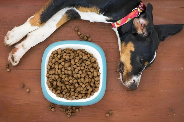 狗粮更换拉稀了怎么办，可以在狗粮中加入一些益生菌