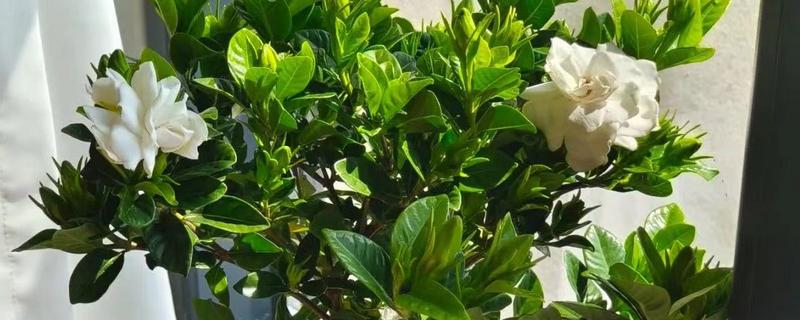 栀子花的养殖方法，最佳生长温度是20-28℃