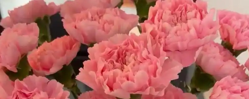 哪些花卉适合送老师，可选择康乃馨、百合花等品种