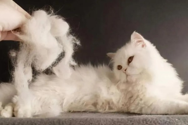 猫会不会掉毛吗，猫咪都是会掉毛的