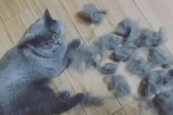猫会不会掉毛吗，猫咪都是会掉毛的