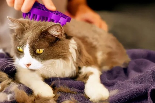 猫会不会掉毛吗，猫咪都是会掉毛的