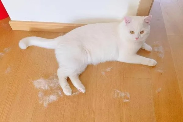 猫会不会掉毛吗，猫咪都是会掉毛的