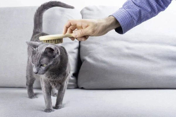 猫会不会掉毛吗，猫咪都是会掉毛的