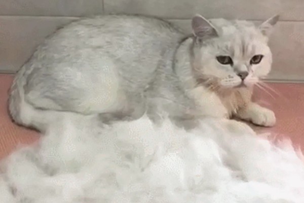 猫会不会掉毛吗，猫咪都是会掉毛的