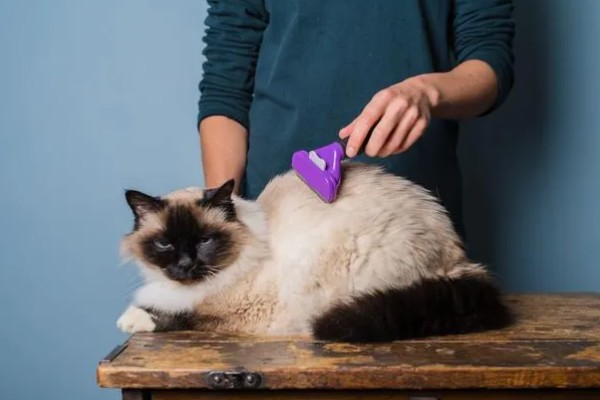 猫会不会掉毛吗，猫咪都是会掉毛的