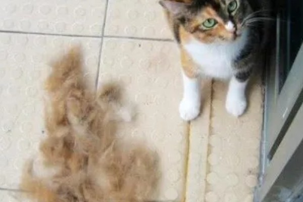 猫会不会掉毛吗，猫咪都是会掉毛的