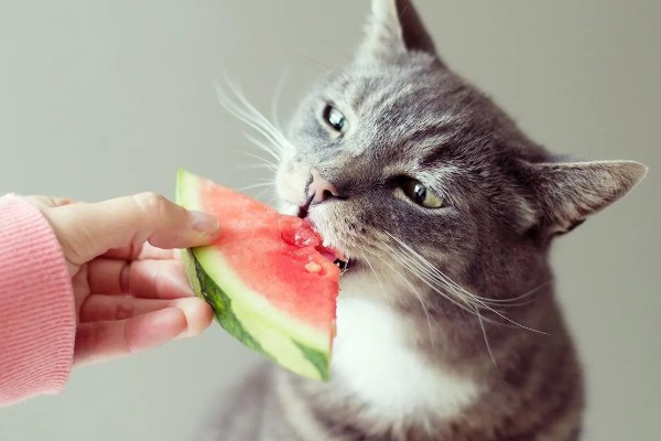 猫会不会掉毛吗，猫咪都是会掉毛的