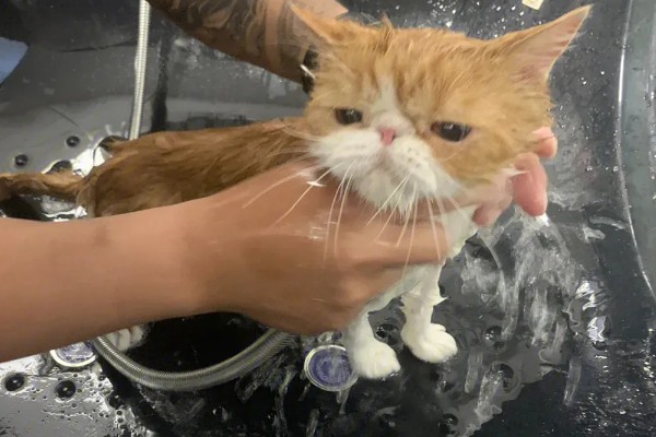 猫会不会掉毛吗，猫咪都是会掉毛的