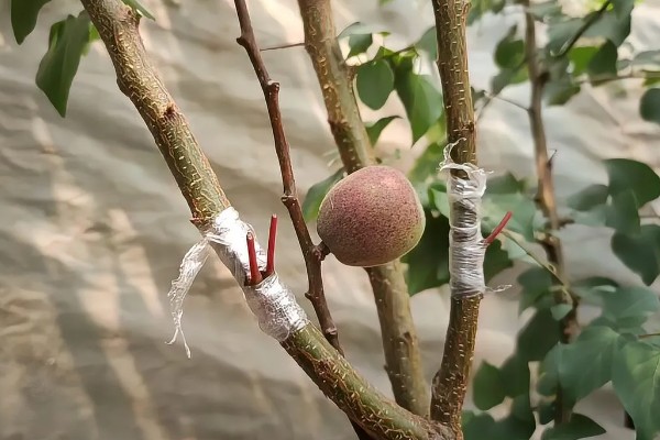 单独一棵杏树能不能结果，缺少授粉树便不具备结果能力