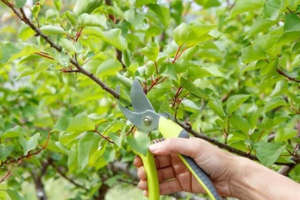 单独一棵杏树能不能结果，缺少授粉树便不具备结果能力