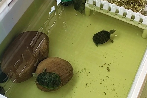 乌龟肺炎的症状表现，会出现流鼻涕、精神萎靡等