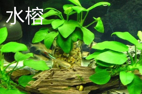 水草属于什么植物，是水生草本植物