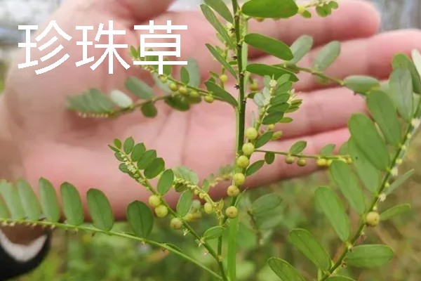 水草属于什么植物，是水生草本植物