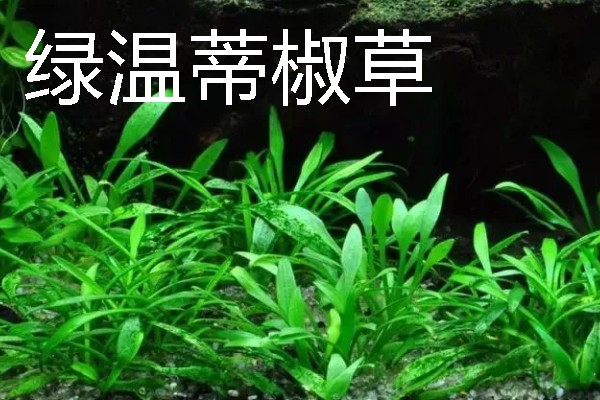 水草属于什么植物，是水生草本植物