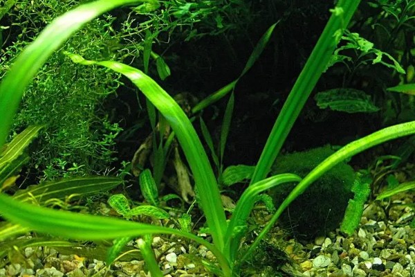 水草属于什么植物，是水生草本植物