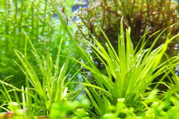 水草属于什么植物，是水生草本植物