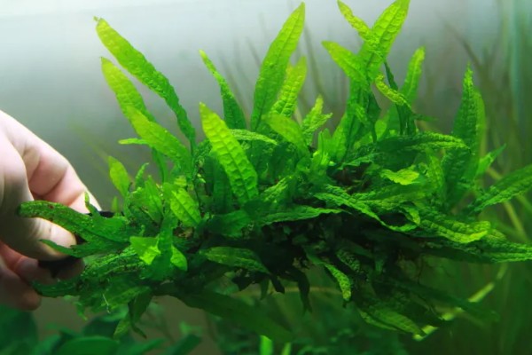 水草属于什么植物，是水生草本植物