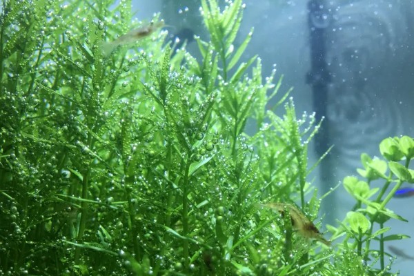 水草属于什么植物，是水生草本植物