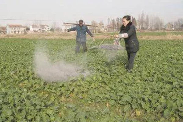菜地杀虫用什么方法，可农业防治也可物理防治