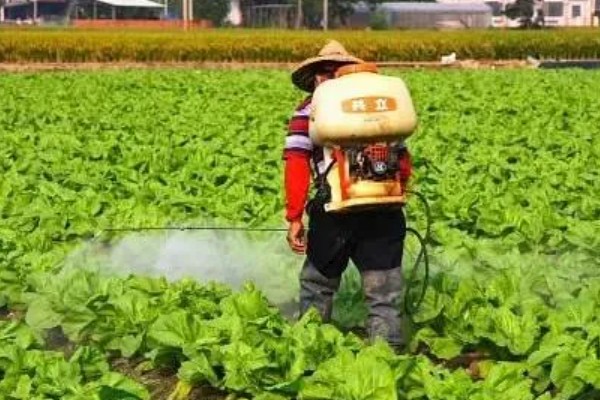 菜地杀虫用什么方法，可农业防治也可物理防治
