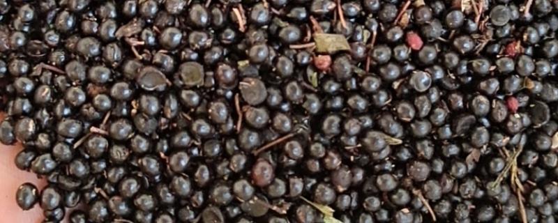 花椒种子什么时候播种，3月中旬后种子露胚根后开始条播