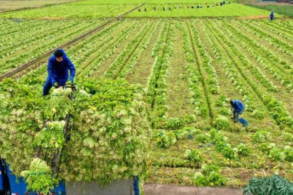 菜地杀虫用什么方法，可农业防治也可物理防治