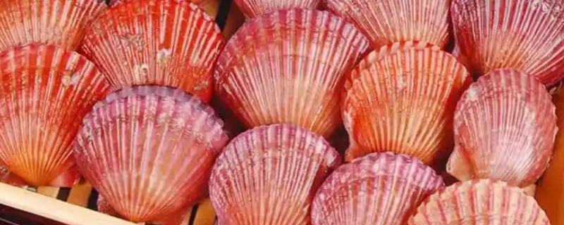 红贝的产地，主要产地在山东省威海市、烟台市等