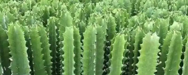 龙骨嫁接麒麟的养殖方法，嫁接后要确保充足光照条件